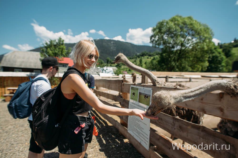 дівчина годує страуса в контактному зоопарку