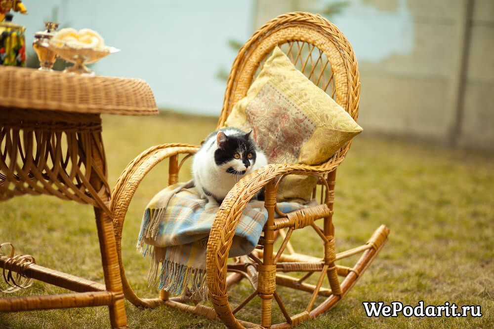 кіт сидить на кріслі гойдалці