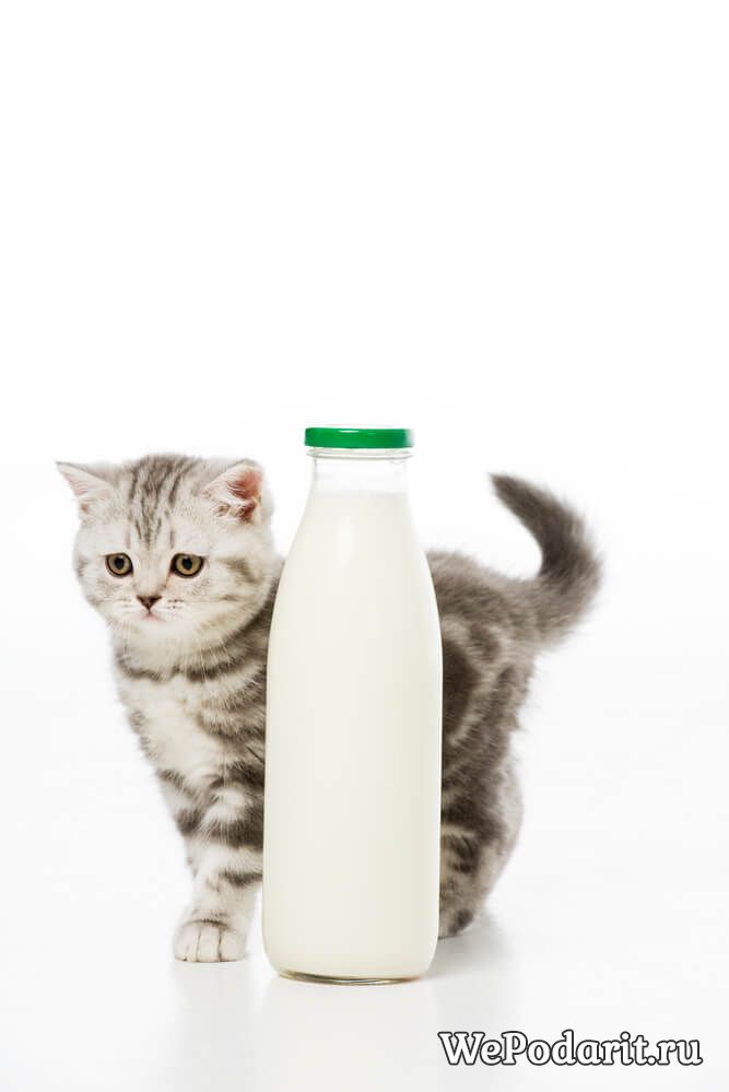 кошеня молоко