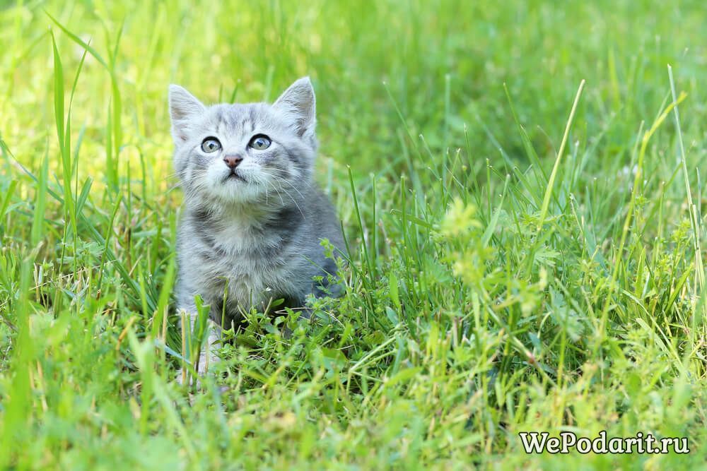 кошеня в траві