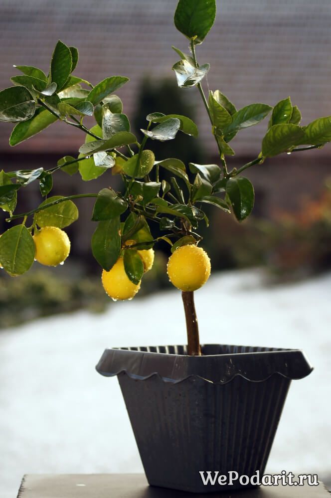 лимонне дерево