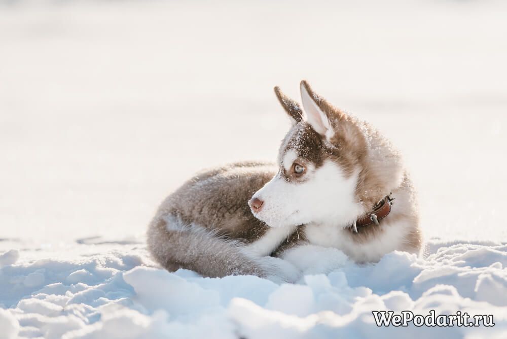 щеня хаскі лежить на снігу