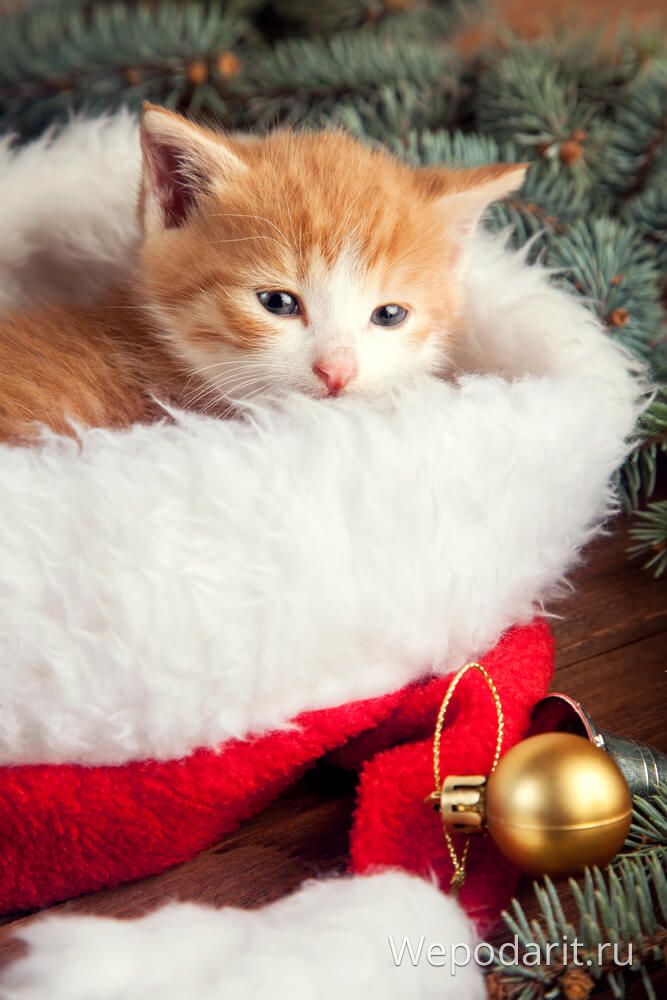 сонливий кошеня в новорічній шапці