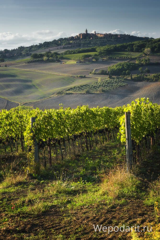 виноградники Тоскани