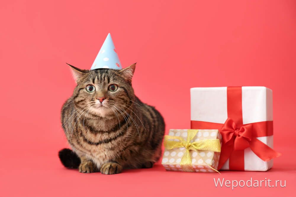 забавний котик охороняє подарунки
